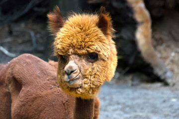 Obraz premium Close-Up Portrait of a Brown Alpaca in Natural Habitat