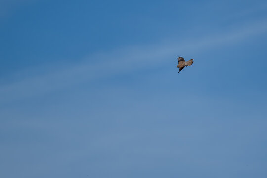 Der Turmfalke steht in der Luft und sucht den Boden nach Beute ab