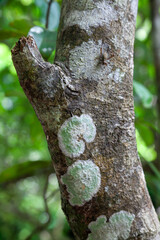やんばるの木の皮に繁殖する地衣類 © 安村直樹