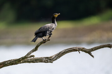Fototapeta premium Ein Lieblingsplatz, ein alter Ast. Hier überblickt der Kormoran den ganzen See. Die gutes Aussicht ist umkämpft