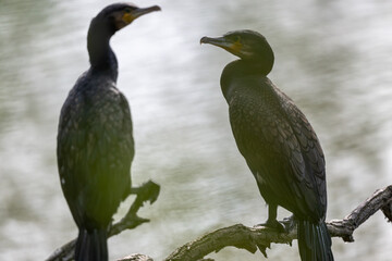 Fototapeta premium Ein Lieblingsplatz, ein alter Ast. Hier überblickt der Kormoran den ganzen See. Die gutes Aussicht ist umkämpft