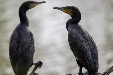 Fototapeta premium Ein Lieblingsplatz, ein alter Ast. Hier überblickt der Kormoran den ganzen See. Die gutes Aussicht ist umkämpft