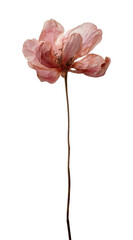 Naklejka na ściany i meble PNG Delicate pink flower art