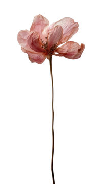 PNG Delicate pink flower art
