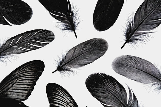 Various Black and Gray Feathers on White Background