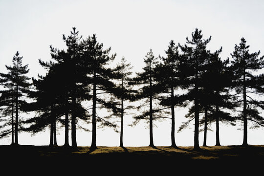 Silhouetted Pine Trees Against Bright Pale Sky