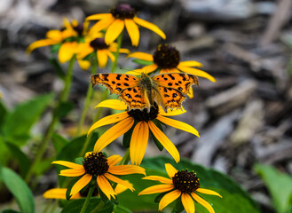 Butterfly material: the moment a butterfly from the Nymphalidae family spreads its wings on a yellow coneflower. © Yf