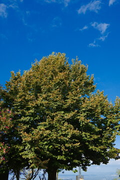 Chioma di un albero con foglie verdi e dorate contro un intenso cielo blu con nuvole leggere