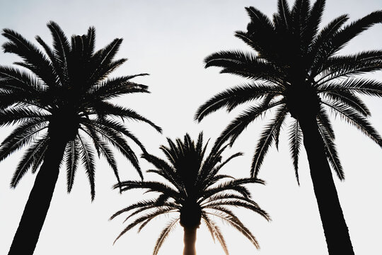 Three Silhouetted Palm Trees Against Bright Sky