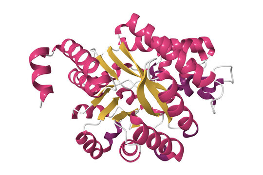 The crystal structure of human adenosine deaminase. 3D cartoon model, pdb 3iar, secondary structure color scheme