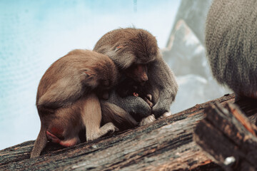 monkeys cuddling © Aram Hovhannisyan
