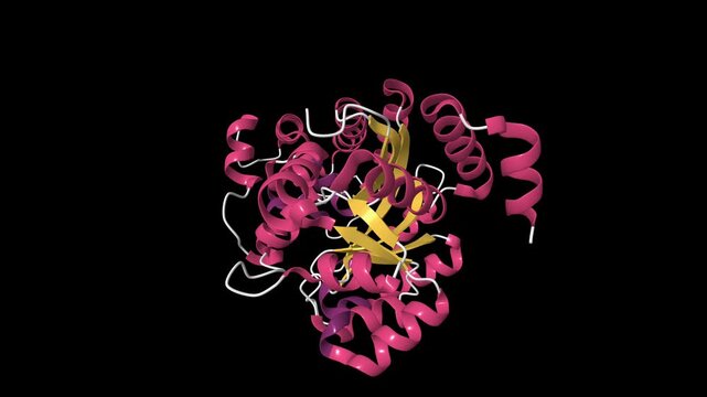The crystal structure of human adenosine deaminase. Animated 3D cartoon model, pdb 3iar, secondary structure color scheme, black background