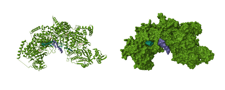 Structure of RecA of E. coli. 3D cartoon and molecular surface models, chain id color scheme, pdb 3cmt