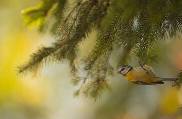 blue tit © Vivien