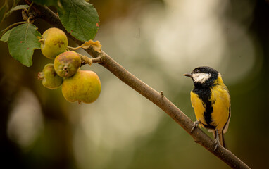 coal tit © Vivien