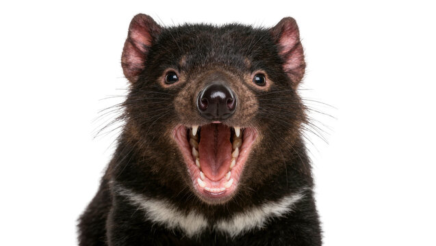 Fierce Tasmanian devil with mouth open showing sharp teeth, isolated on transparent background