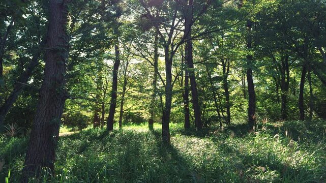 樹木の林道