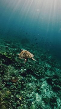 Green sea turtle swimming gracefully underwater above coral reef in turquoise ocean of Labuan Bajo, Komodo National Park, Indonesia