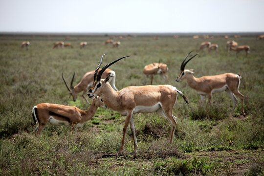 Thomson&rsquo;s gazelles grazing on the grasslands of Ngorongoro Crater, Tanzania.