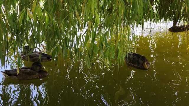 Several ducks swim gently in calm, murky pond partially shaded by drooping branches of weeping willow tree.