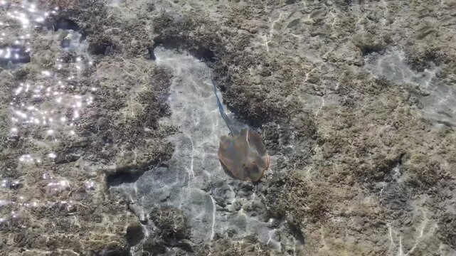 Blue-spotted stingray glides gracefully over shallow, sun-dappled seabed with coral and small fish.