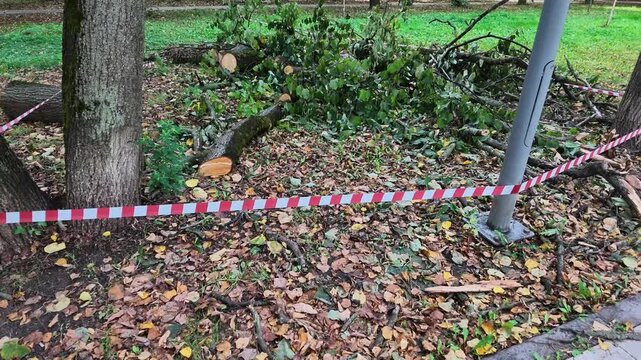 Fallen tree branches and logs are cordoned off with red and white tape in park during autumn with fallen leaves covering ground.