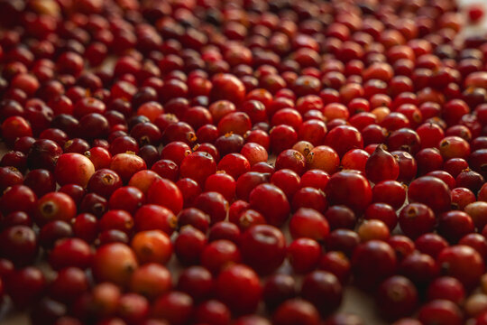 Numerous ripe cranberries scattered across white paper napkins, showing a natural mix of pale pink, coral, crimson, and dark burgundy berries in soft daylight