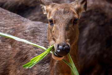 Obraz premium close-up wildlife portrait of a female deer