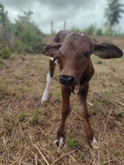 calf in the field © agro shorts