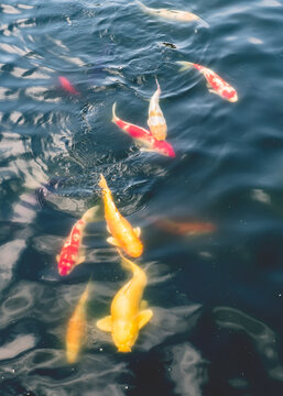 Koi Carp In The Ornamental Ponds Of Nan Lian Gardens, Hong Kong
