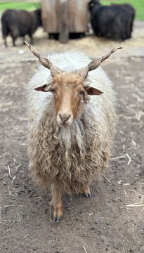 Close up portrait of a rare Hungarian Racka sheep with long spiral corkscrew horns looking at the camera.