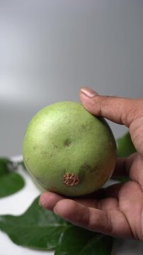 Bael Fruit &ndash; Aegle Marmelos, Traditional Indian Wood Apple Fruit with Hard Shell, Aromatic Pulp, Natural Nutrition and Ayurvedic Heritage