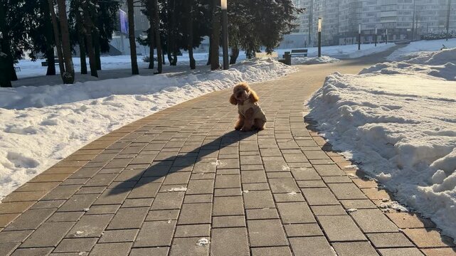 Small brown poodle pausing on sunlit paved park pathway during winter walk midpoint with long shadow