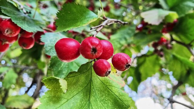 Ripe red hawthorn berries hang in clusters among green leaves on a branch in autumn.