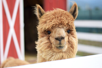 Obraz premium A brown alpaca stands near a red barn at an eco-friendly alpaca farm. Ideal for eco-tourism promotions, travel magazines, educational content, farm tourism ads, and social media marketing.
