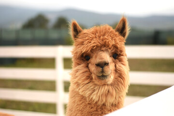 Obraz premium A brown alpaca stands in an outdoor enclosure at an eco-friendly petting zoo farm. Suitable for eco-tourism ads, educational materials, children’s books, farm tourism, and sustainability projects.