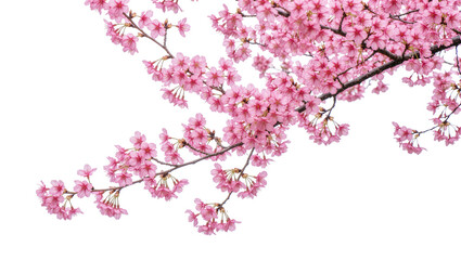 Delicate pink cherry blossom branches blooming in spring, isolated on transparent background © Nina