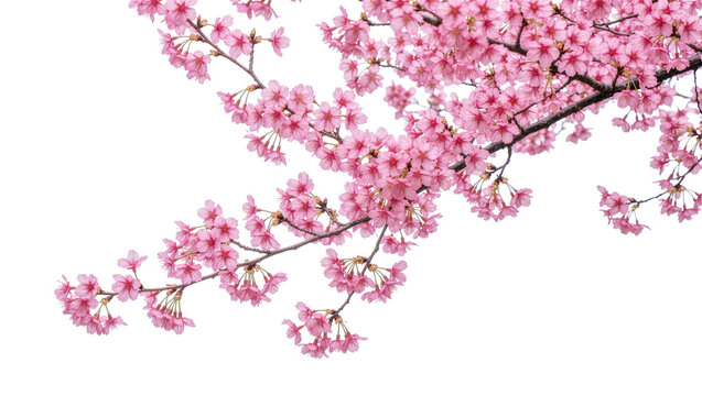 Delicate pink cherry blossom branches blooming in spring, isolated on transparent background