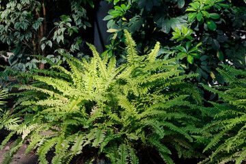beautiful fern in the garden  © laykamars