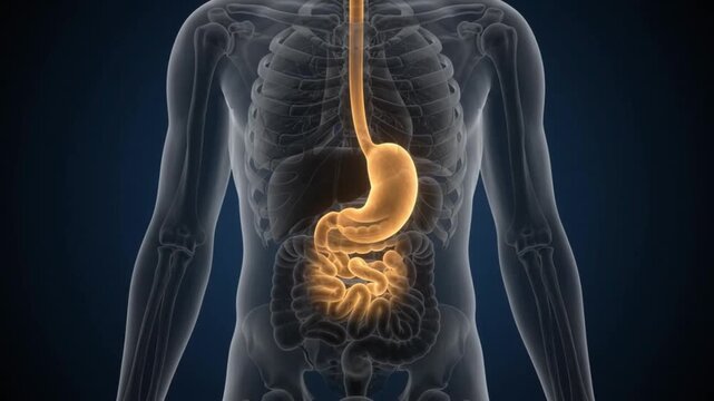 Digestive System Visualization Exploring Intestines and Stomach in Clear Anatomical Illustration