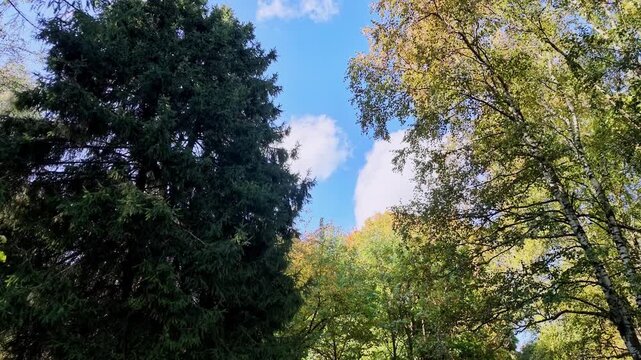 Tall dark green spruce and yellowing birch trees against a blue sky with white clouds.