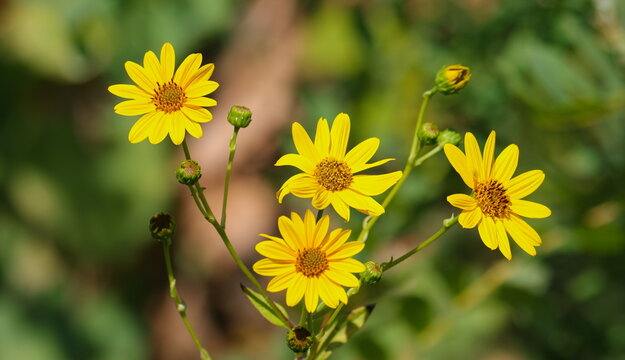 Yellow flower of jerusalem artichoke blooming in sunny day close up photo, Helianthus tuberosus