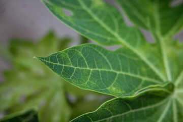 Vibrant green papaya leaves showing detailed natural veins in macro photography during daylight hours © Rehman