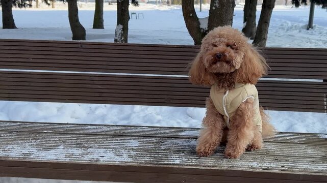 Apricot poodle pausing on right side of snow-dusted wooden park bench during middle of winter