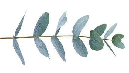 Delicate eucalyptus branch with oval leaves, isolated on transparent background © Nina