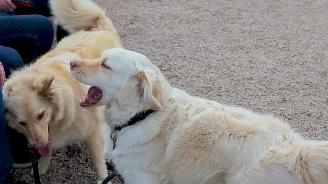 Two cream-colored dogs on leashes mouth and jostle each other near seated people on a gravel surface.