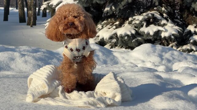 Toy poodle pauses on blanket amid snowy evergreen park during midclip winter walk