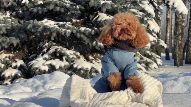 Midpoint winter sequence of small brown poodle wearing blue jacket seated on knit blanket in snowy