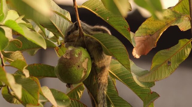 Indian Palm Squirrel Nibbling on Fresh Green Guava on a Tree Branch, Cute Wild Rodent Eating Fruit in Natural Garden Habitat, Wildlife Close-Up Stock Footage