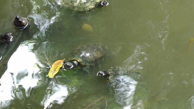 Several turtles swim in murky green water, with a single yellow leaf floating on the surface. Reflections of green foliage are visible